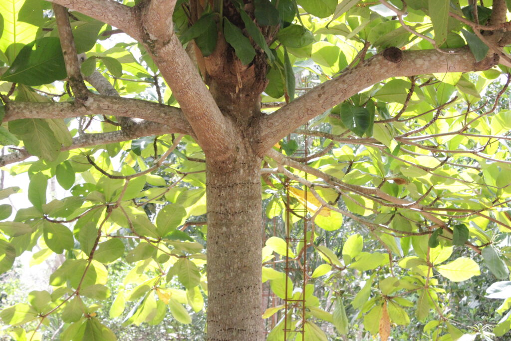ARBOL SELVA