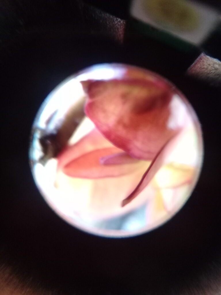 20190811_132749 (1)